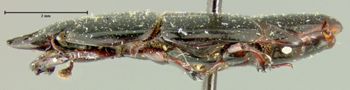 Media type: image;   Entomology 26008 Aspect: habitus lateral view